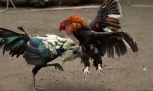 Đá Gà Sabong Tại 58Win