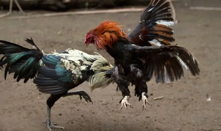 Bật Mí Cách Chơi Đá Gà Sabong Tại 58Win Từ Chuyên Gia 1 Đá Gà Sabong Tại 58Win