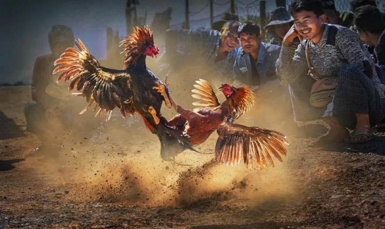 Bí Quyết Chơi Đá Gà WS168 Tại 58Win Luôn Thắng Lớn 1 Đá Gà WS168 Tại 58Win